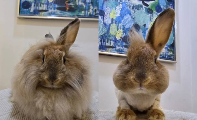 Before and after grooming a rabbit.