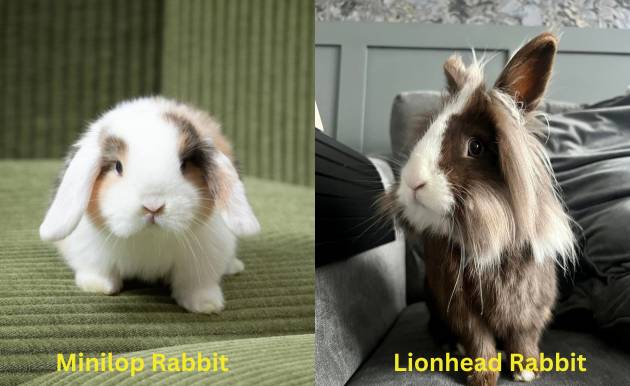 Lionhead and Mini Lop rabbit picture