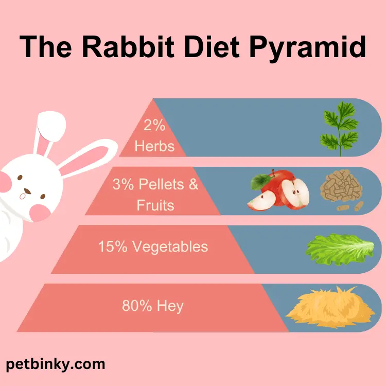 Rabbit Diet Infographic