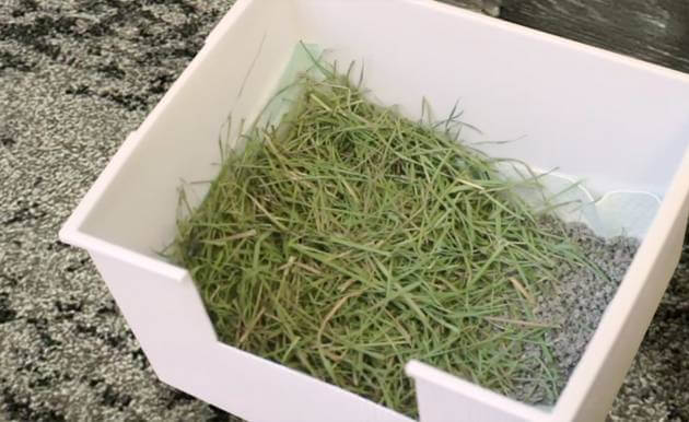 Setting up the litter box with recycled paper and hay.