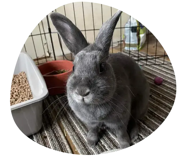 pet binky homepage rabbit image