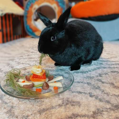 Rabbit Eating Fruits