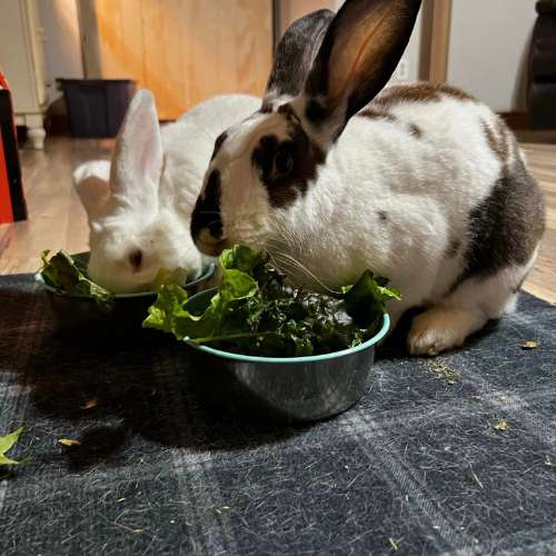 Rabbit eating vegetables