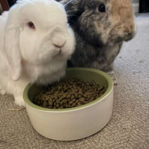 rabbit eating pellets