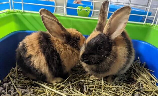 Harlequin Rabbit rabbit breed