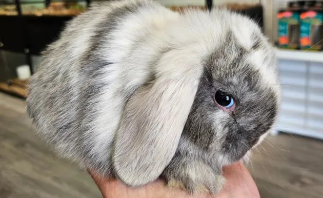 Mini Lop