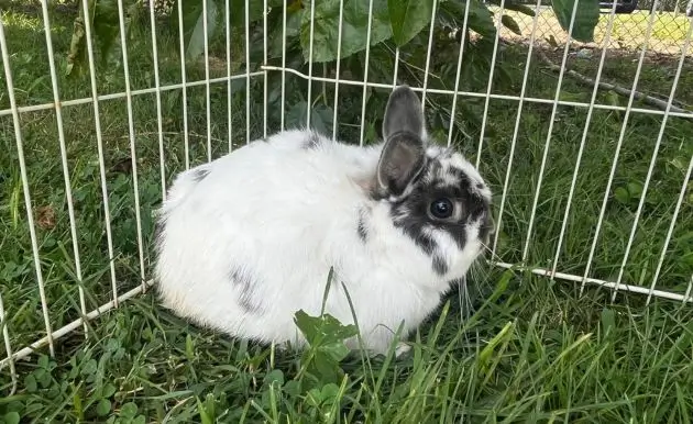 Netherland Dwarf rabbit breed