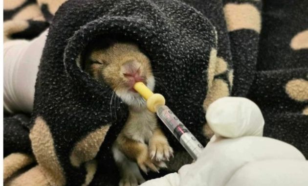 Feeding Baby Rabbits Without a Mother
